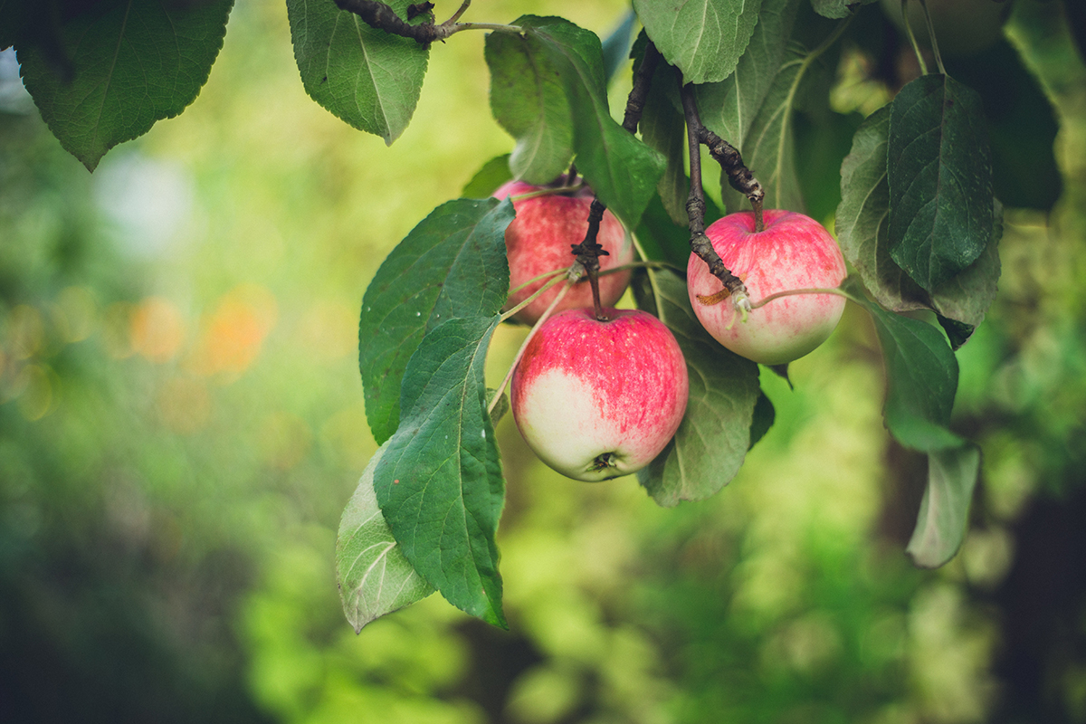 Dans le cadre du mondial des cidres: 5 suggestions autour de la pomme